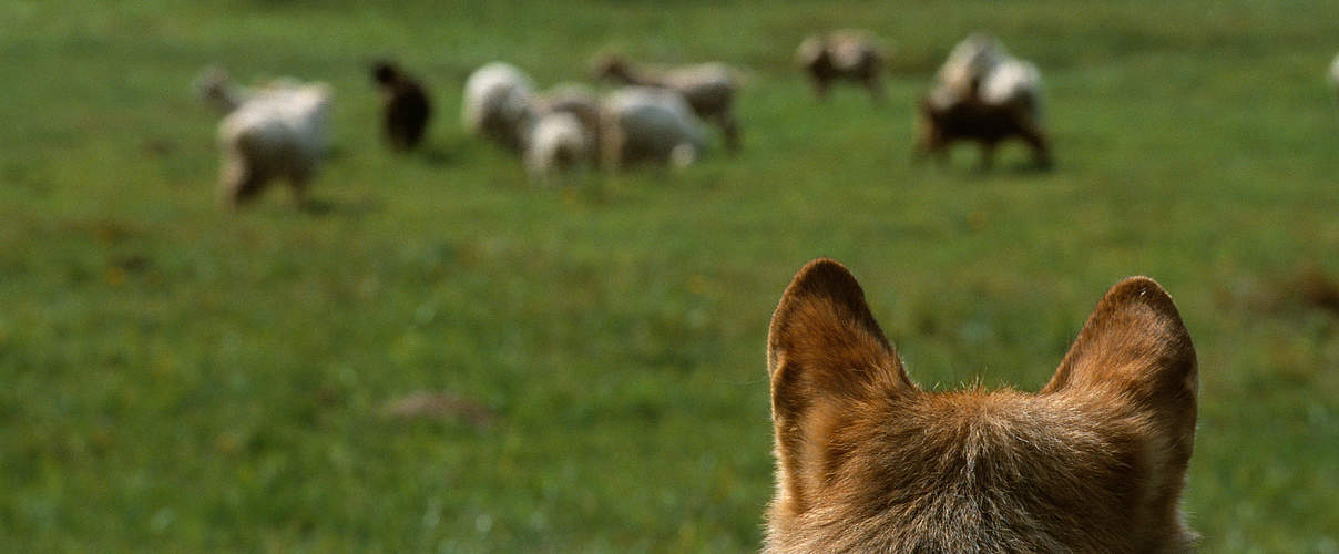 Wolf betrachtet Schafherde © Staffan Widstrand / WWF