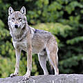 Wolf © Ralph Frank / WWF