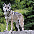Wolf © Ralph Frank / WWF