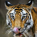 Bengal-Tiger im Bandhavgarh-Nationalpark © Suyash Keshari / WWF 