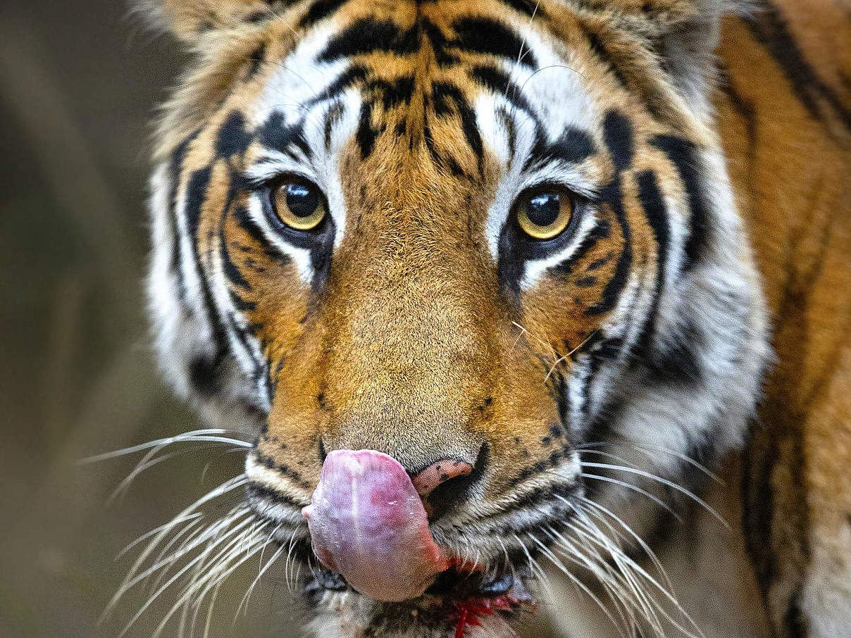 Bengal-Tiger im Bandhavgarh-Nationalpark © Suyash Keshari / WWF Bengal-Tiger im Bandhavgarh-Nationalpark © Suyash Keshari / WWF