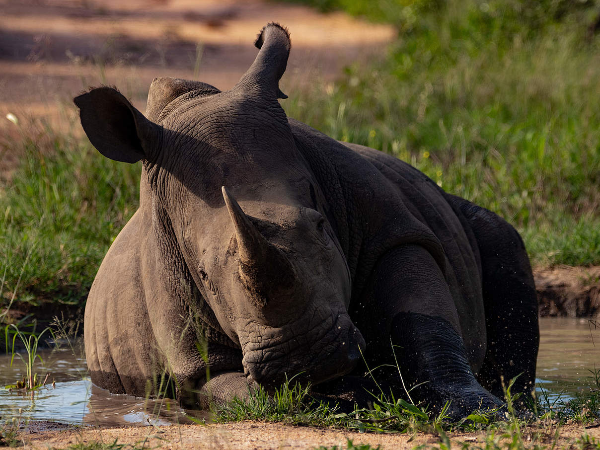 Breitmaulnashorn beim Schlammbaden © Lauren Arthur / WWF Breitmaulnashorn beim Schlammbaden © Lauren Arthur / WWF