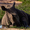 Breitmaulnashorn beim Schlammbaden © Lauren Arthur / WWF