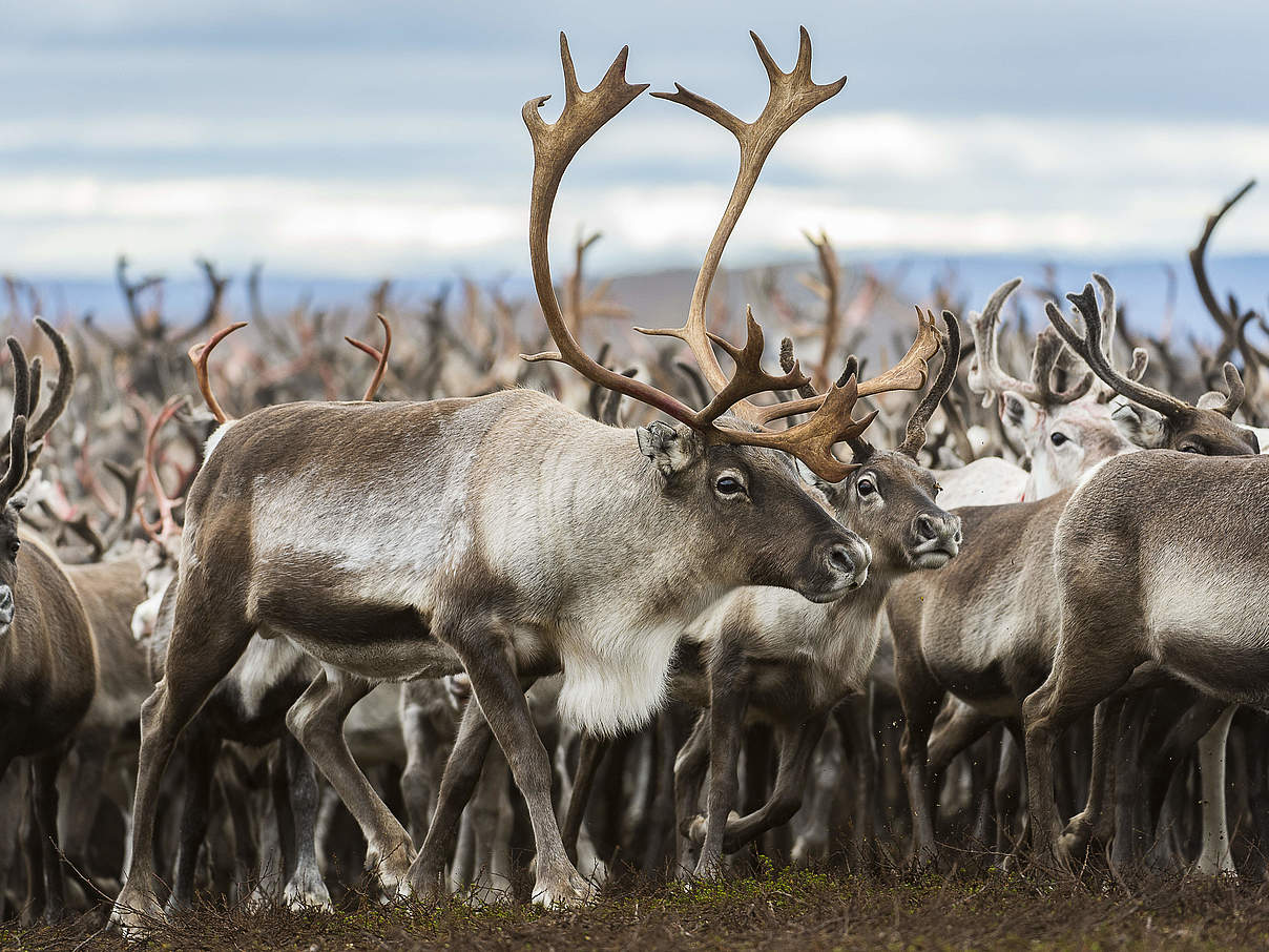 Rentierherde in den Weiten Lapplands © Ola Jennersten / WWF Schweden