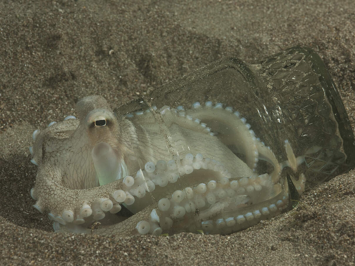 Venen-Tintenfisch im Glas