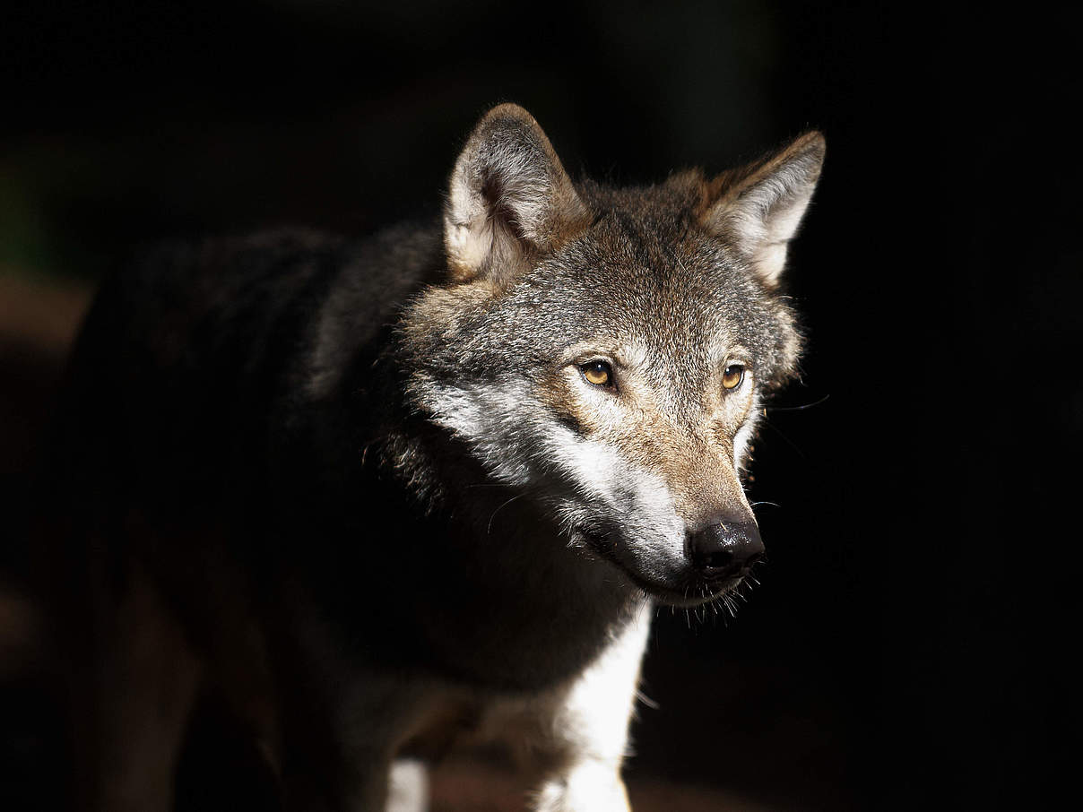 Portrait eines Wolfes © Ola Jennersten / WWF-Sweden