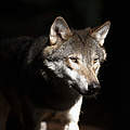 Portrait eines Wolfes © Ola Jennersten / WWF-Sweden