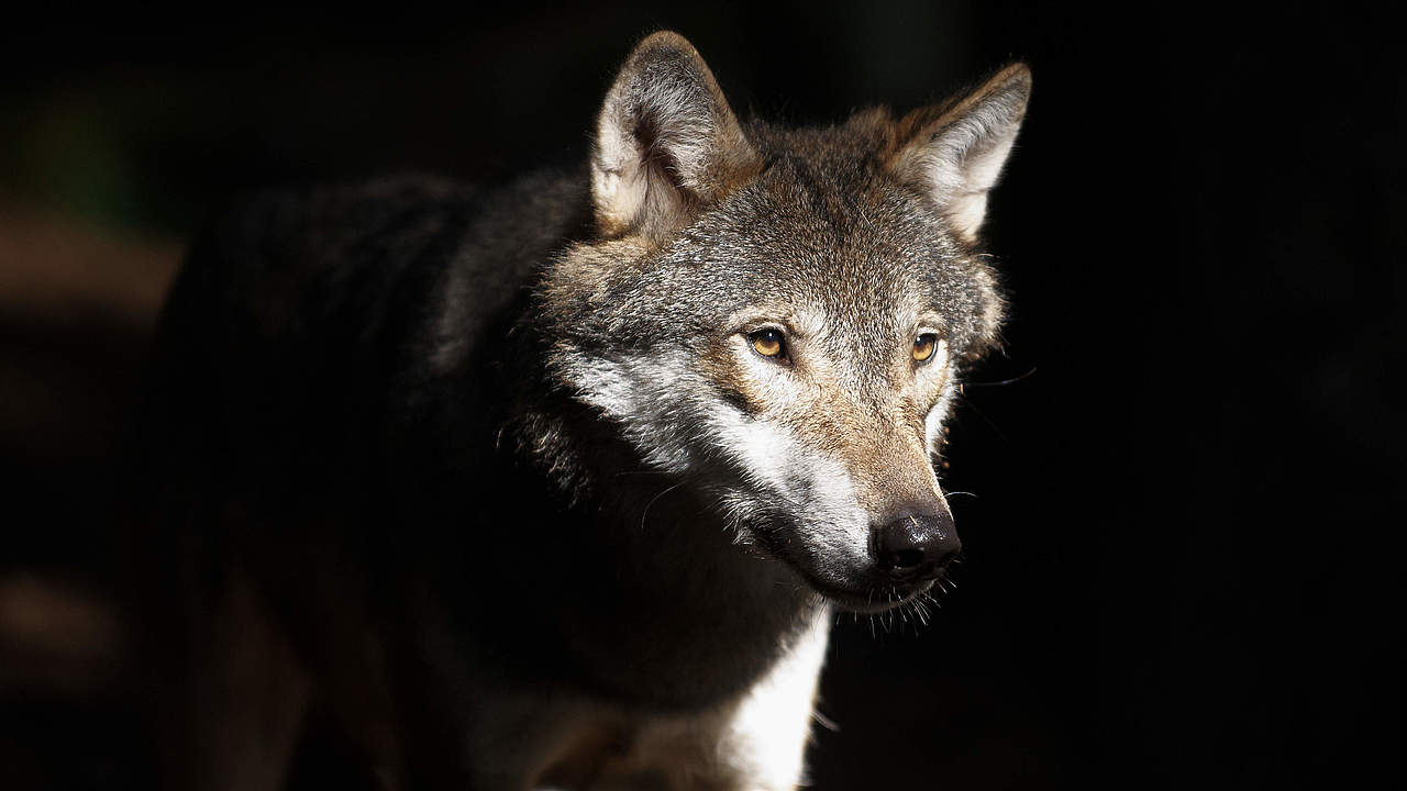Portrait eines Wolfes © Ola Jennersten / WWF-Sweden