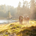 WWF Erlebnistouren-Programm © GettyImages