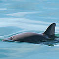 Vaquita © Paula Olson / NOAA