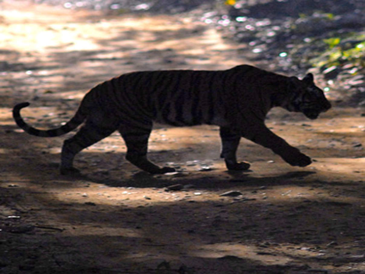 Bengaltiger (Panthera tigris tigris) in Indien © Jörg Edelmann / WWF