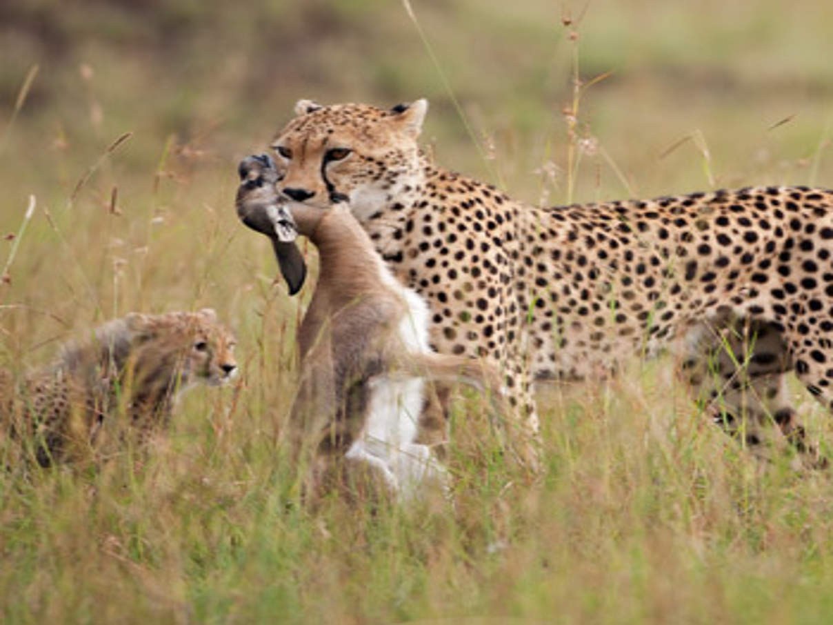 350 HI 287382 Gepard mit Beute c naturepl © naturepl.com / Anup Shah / WWF-Canon