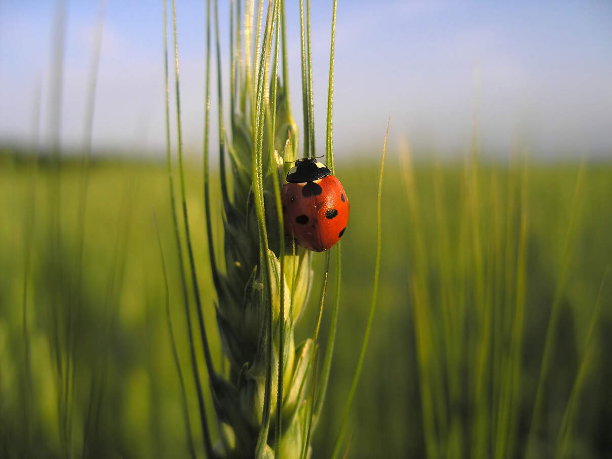 Ein Marienkäfer auf einer Ähre auf einem Getreidefeld.
