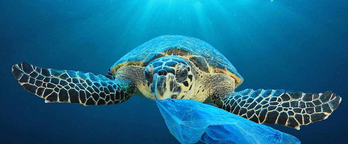 Meeresschildkröte mit ungenießbarer Beute © Shutterstock