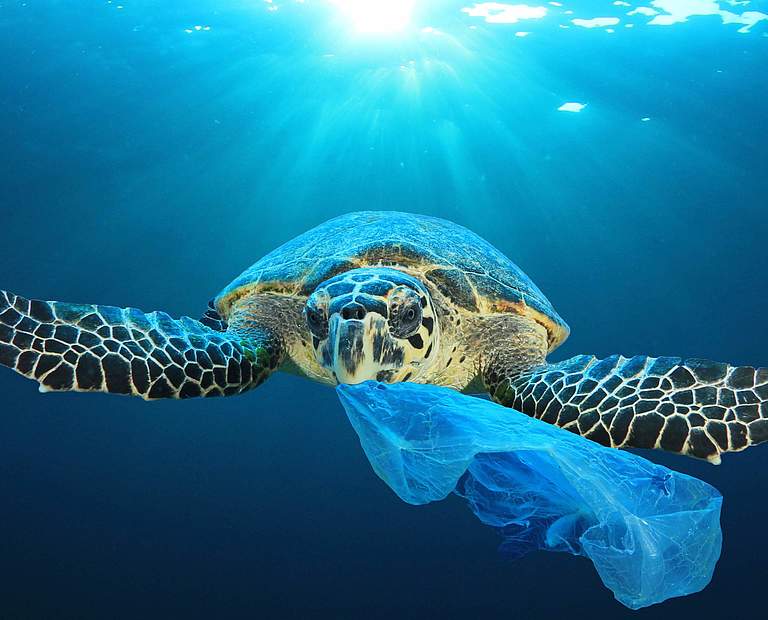 Meeresschildkröte mit ungenießbarer Beute © Shutterstock