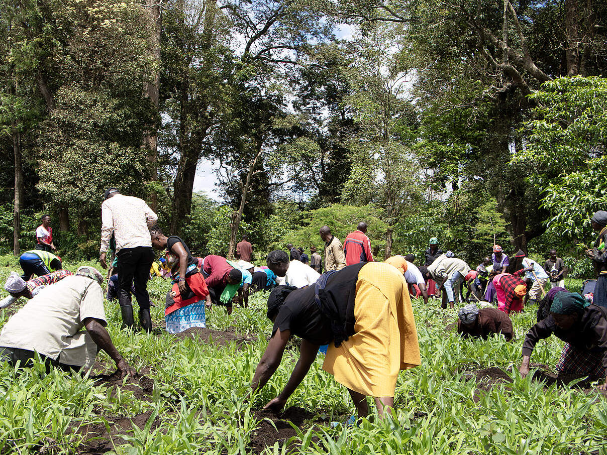Baumpflanzungen im Entarara-Wald © WWF Kenia