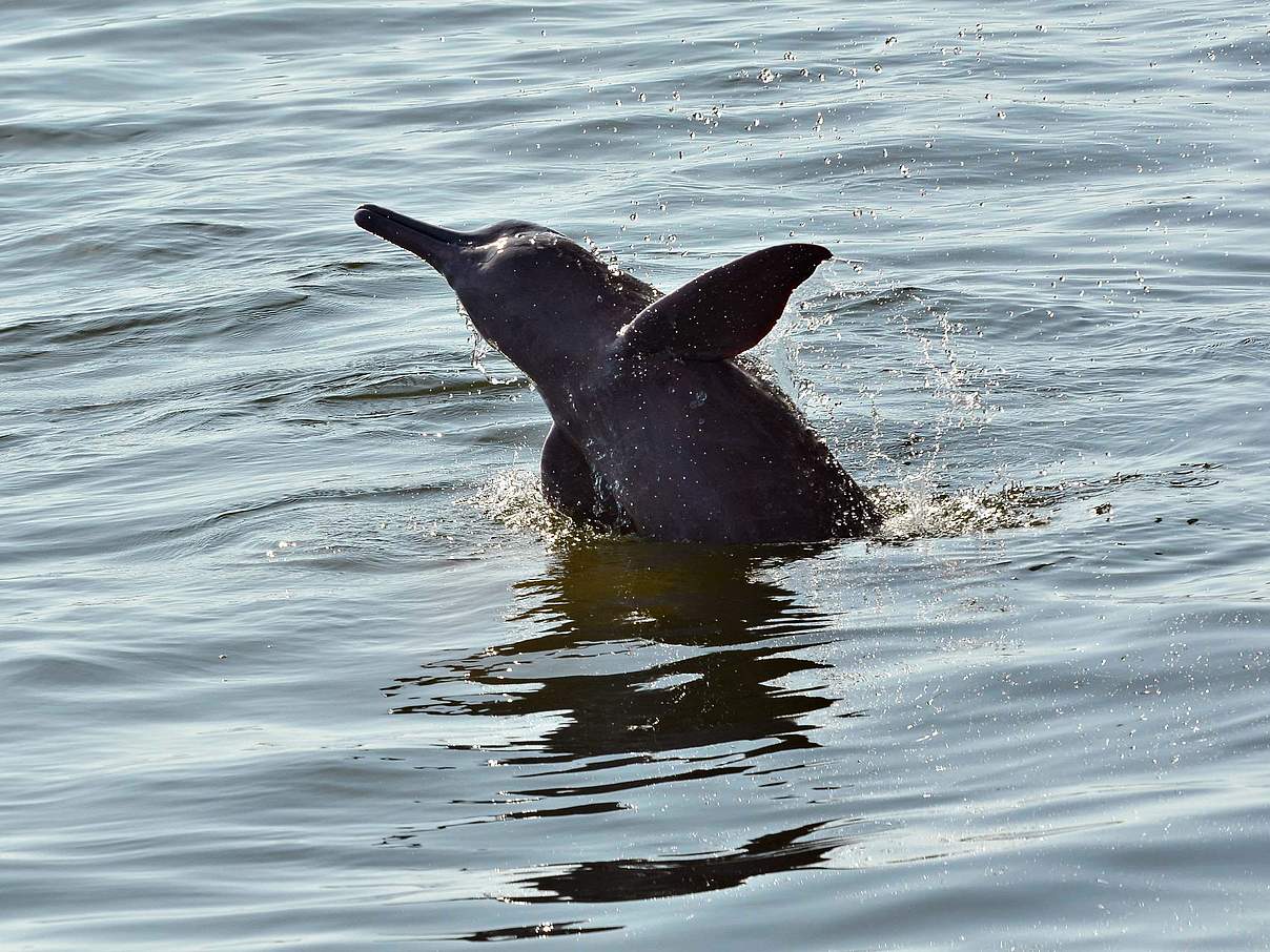 Flussdelfin © Adriano Gambarini / WWF-Brazil
