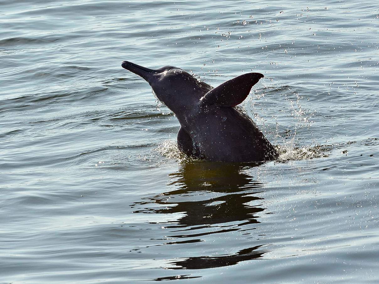 Flussdelfin © Adriano Gambarini / WWF-Brazil