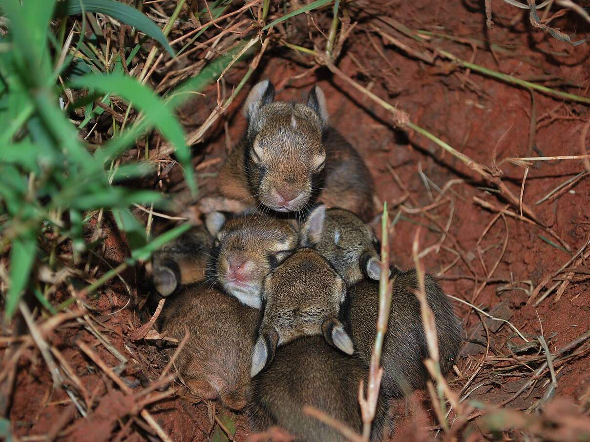 Junge Kaninchen