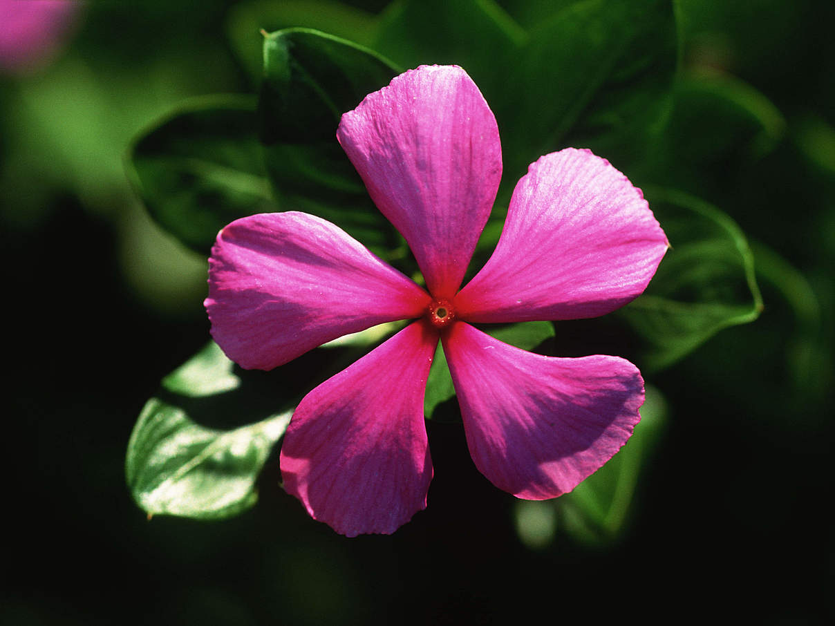 Catharanthus roseus Madagaskar © Martin Harvey / WWF Catharanthus roseus Madagaskar © Martin Harvey / WWF
