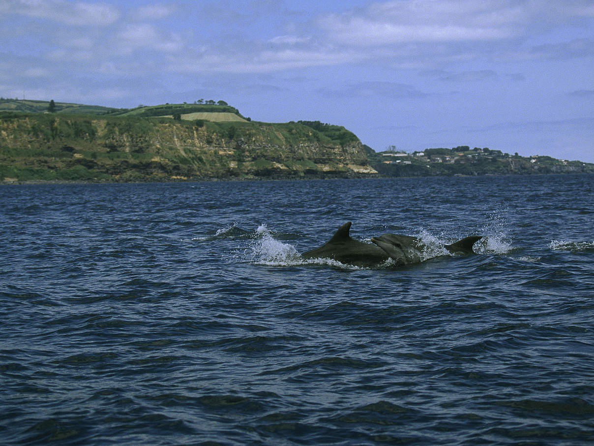 Große Tümmler vor den Azoren in Portugal © Martin Bahr / WWF-Canon