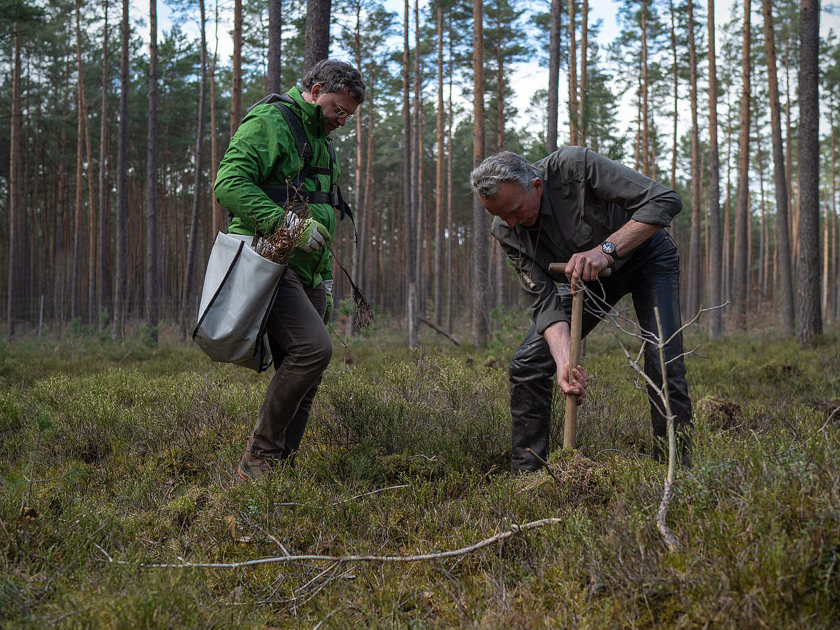 Baumpflanzaktion in der Uckermark © Sonja Ritter / WWF