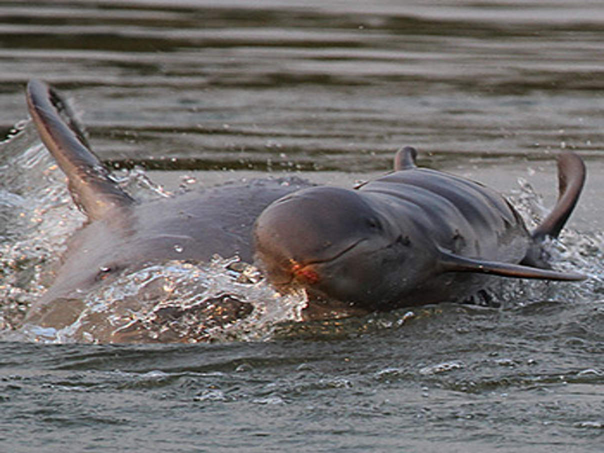 Mekong Babydelfin (Archivbild) © Lor Kimsan/WWF-Cambodia 
