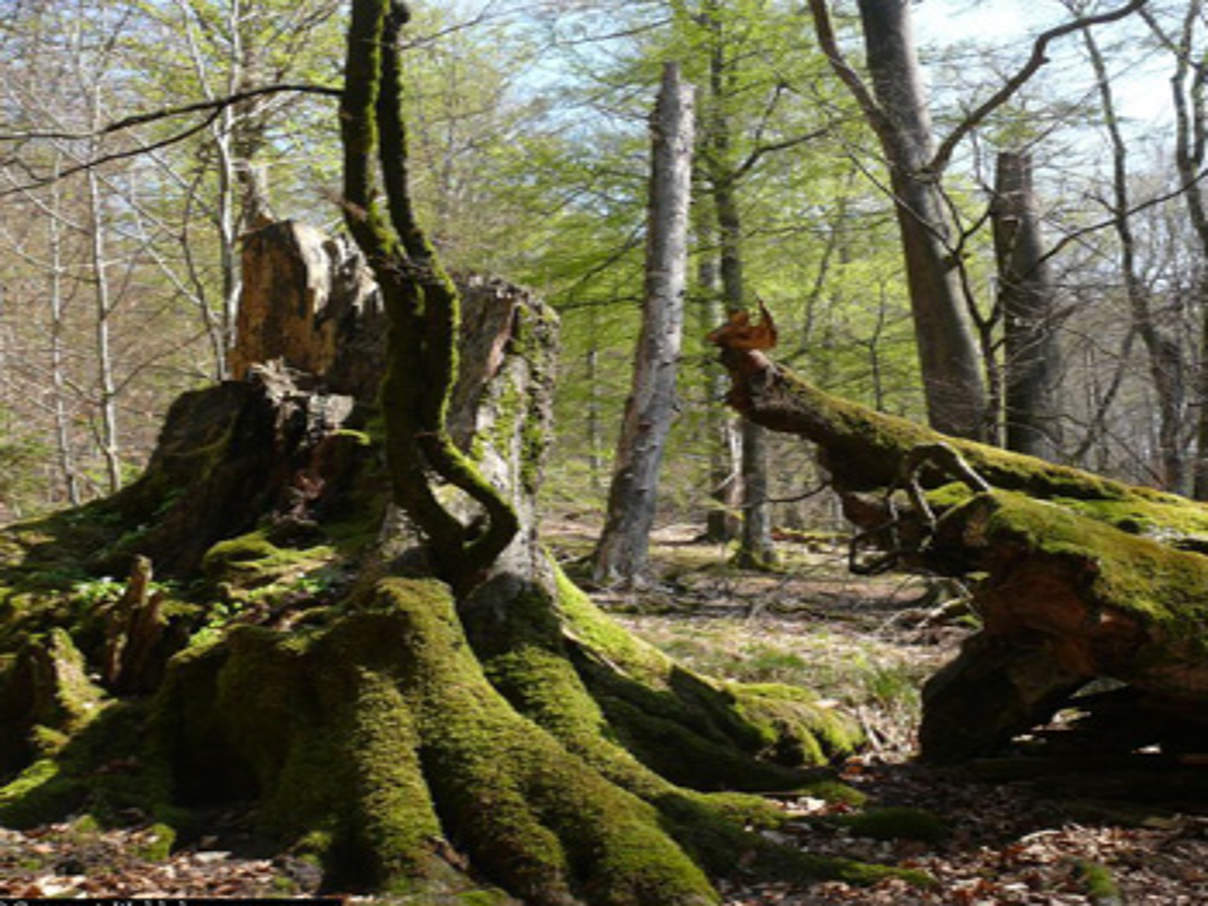Wald im Spessart © Michael Kunkel / WWF