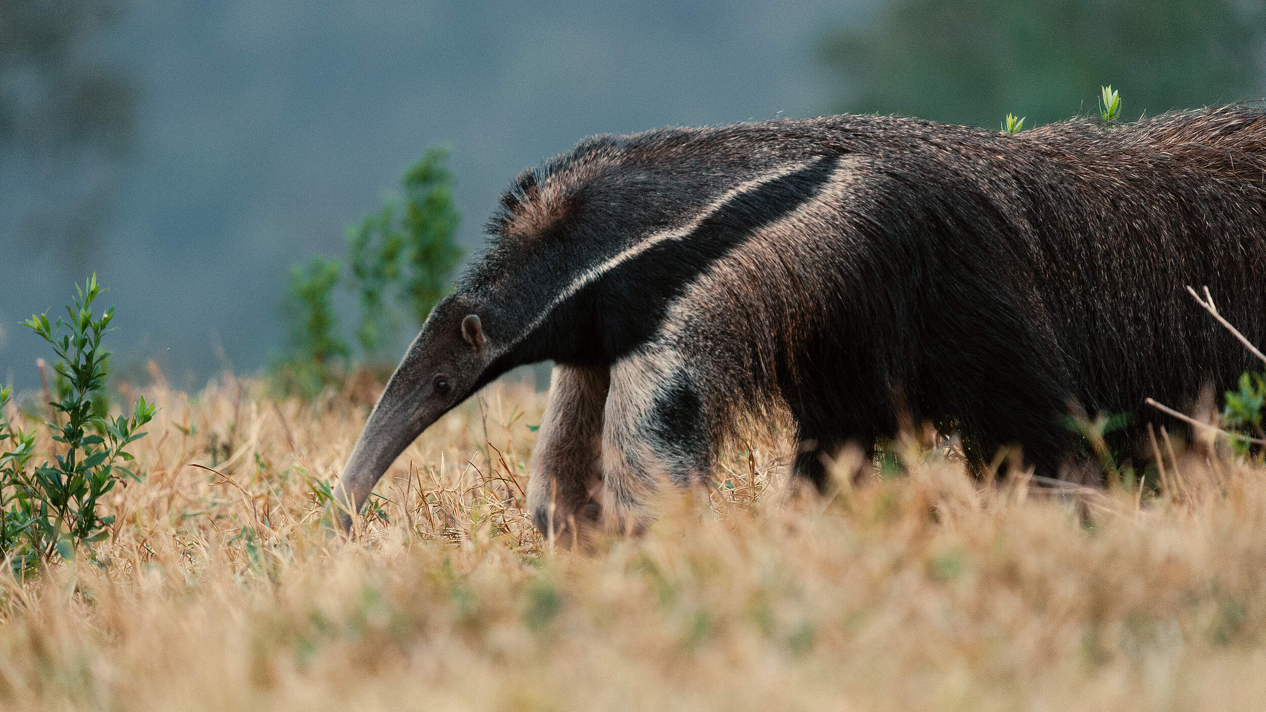 Großer Ameisenbär im Pantanal © Chaco Films / WWF Paraguay
