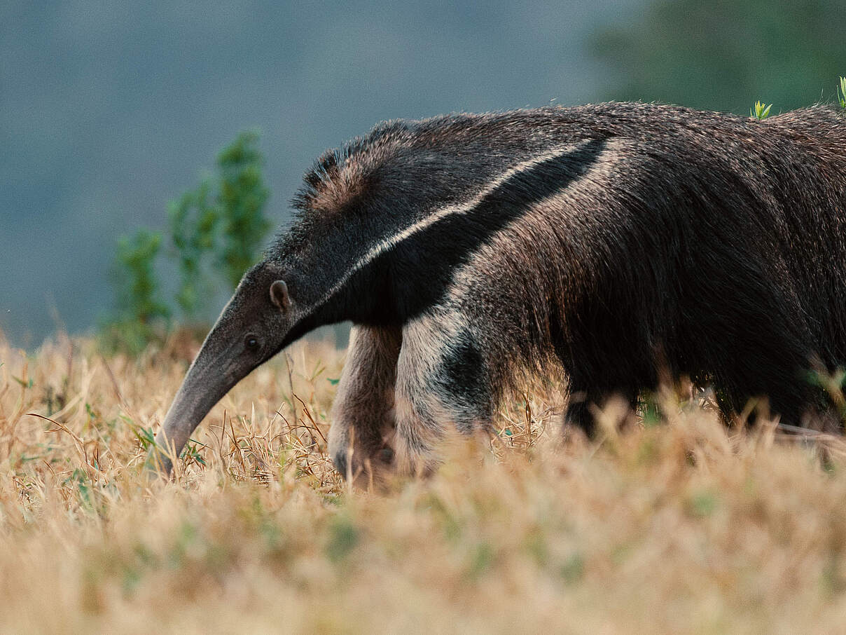 Großer Ameisenbär im Pantanal © Chaco Films / WWF Paraguay