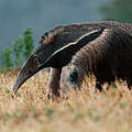 Großer Ameisenbär im Pantanal © Chaco Films / WWF Paraguay