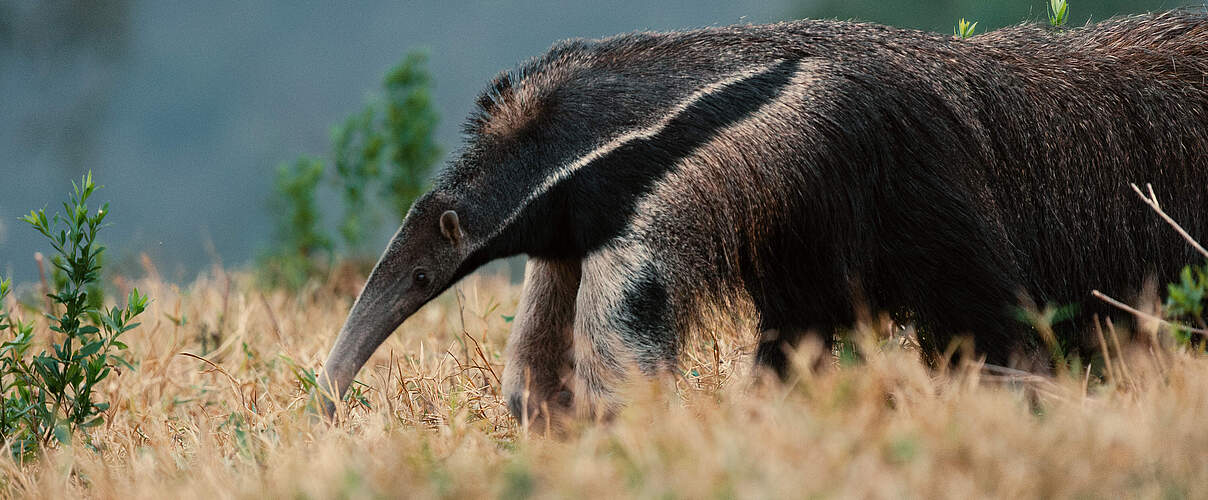 Großer Ameisenbär im Pantanal © Chaco Films / WWF Paraguay