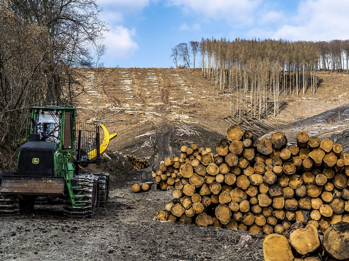 Abtransport abgestorbener und gerodeter Fichten im Waldgebiet nördlich des Ortes Oeventrop, Stadtteil von Arnsberg. © IMAGO / Jochen Tack