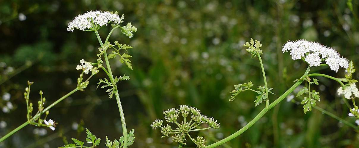 Schierlings-Wasserfenchel © Thomas Behrends / NABU