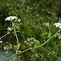 Schierlings-Wasserfenchel © Thomas Behrends / NABU