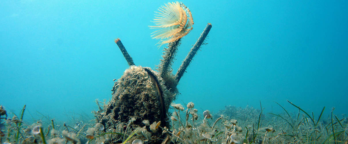 Edle Steckmuschel (Pinna Nobilis) mit drei Trichterwürmern (Sabellaria) in einer Seegraswiese im Mittelmeer © Philipp Kanstinger / WWF