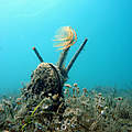 Edle Steckmuschel (Pinna Nobilis) mit drei Trichterwürmern (Sabellaria) in einer Seegraswiese im Mittelmeer © Philipp Kanstinger / WWF