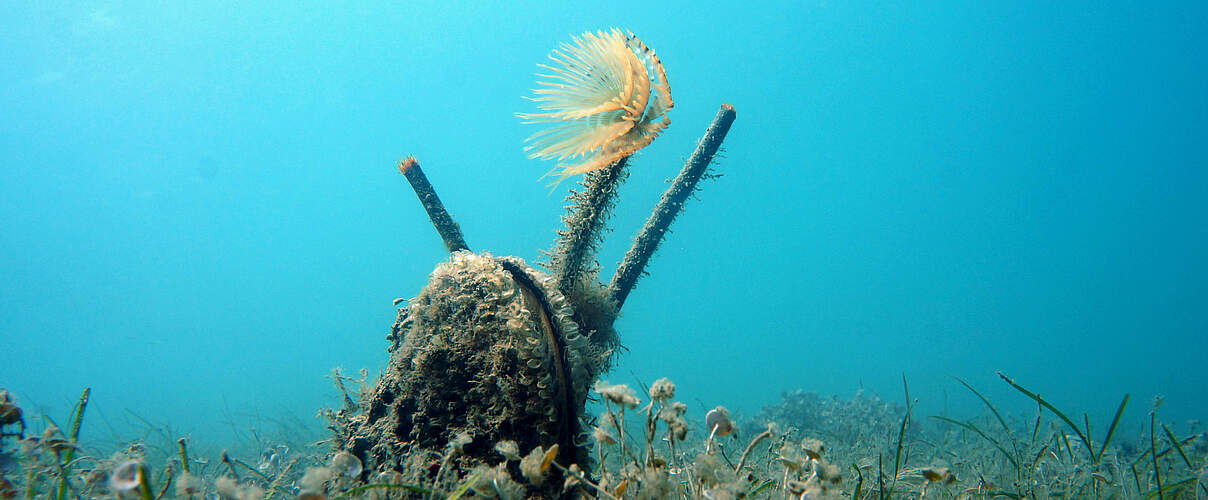 Edle Steckmuschel (Pinna Nobilis) mit drei Trichterwürmern (Sabellaria) in einer Seegraswiese im Mittelmeer © Philipp Kanstinger / WWF