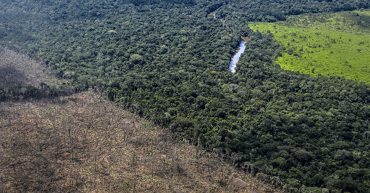 Fronten Der Entwaldung Alarmierende Wwf Studie