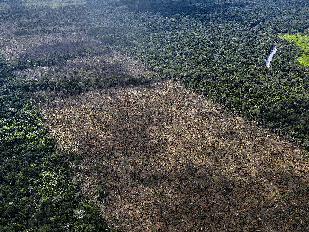 Illegale Abholzung in indigenen Territorien in Rondonia © Marizilda Cruppe / WWF UK