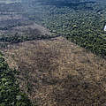 Illegale Abholzung in indigenen Territorien in Rondonia © Marizilda Cruppe / WWF UK