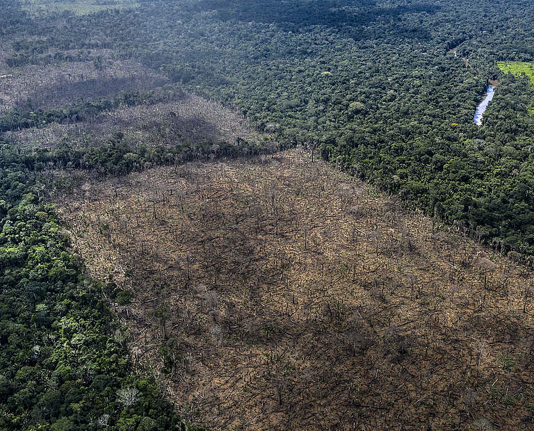 Illegale Abholzung in indigenen Territorien in Rondonia © Marizilda Cruppe / WWF UK