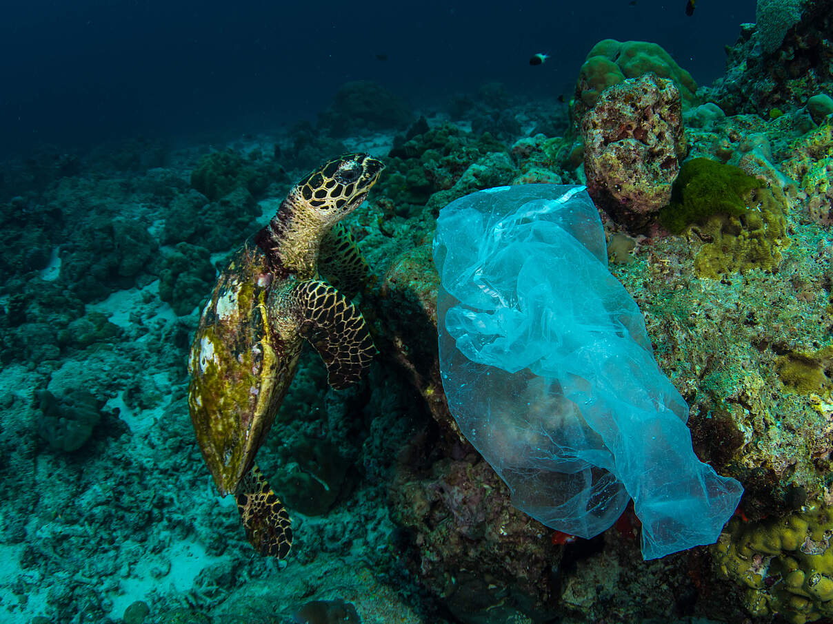 Meeresschildkröte und Plastiktüte © Shutterstock Krzysztof Bargiel / WWF