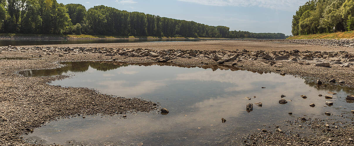 Trockenes Flussbett des Rheins mit flachen Pfützen während der Sommerdürre nahe Germersheim © Conny Pokorny/iStock/GettyImages