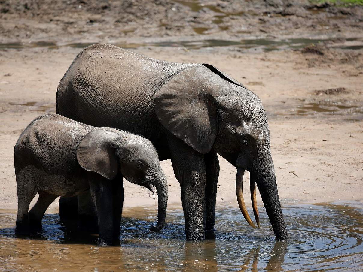 Die beiden Elefantenbrüder Rafael und Rafael im Oktober 2022 © ELP for the Yang Center / WWF
