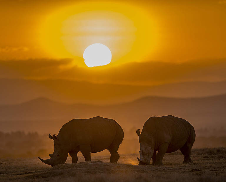 Spitzmaulnashorn in Kenia © Ola Jennersten / WWF Sweden