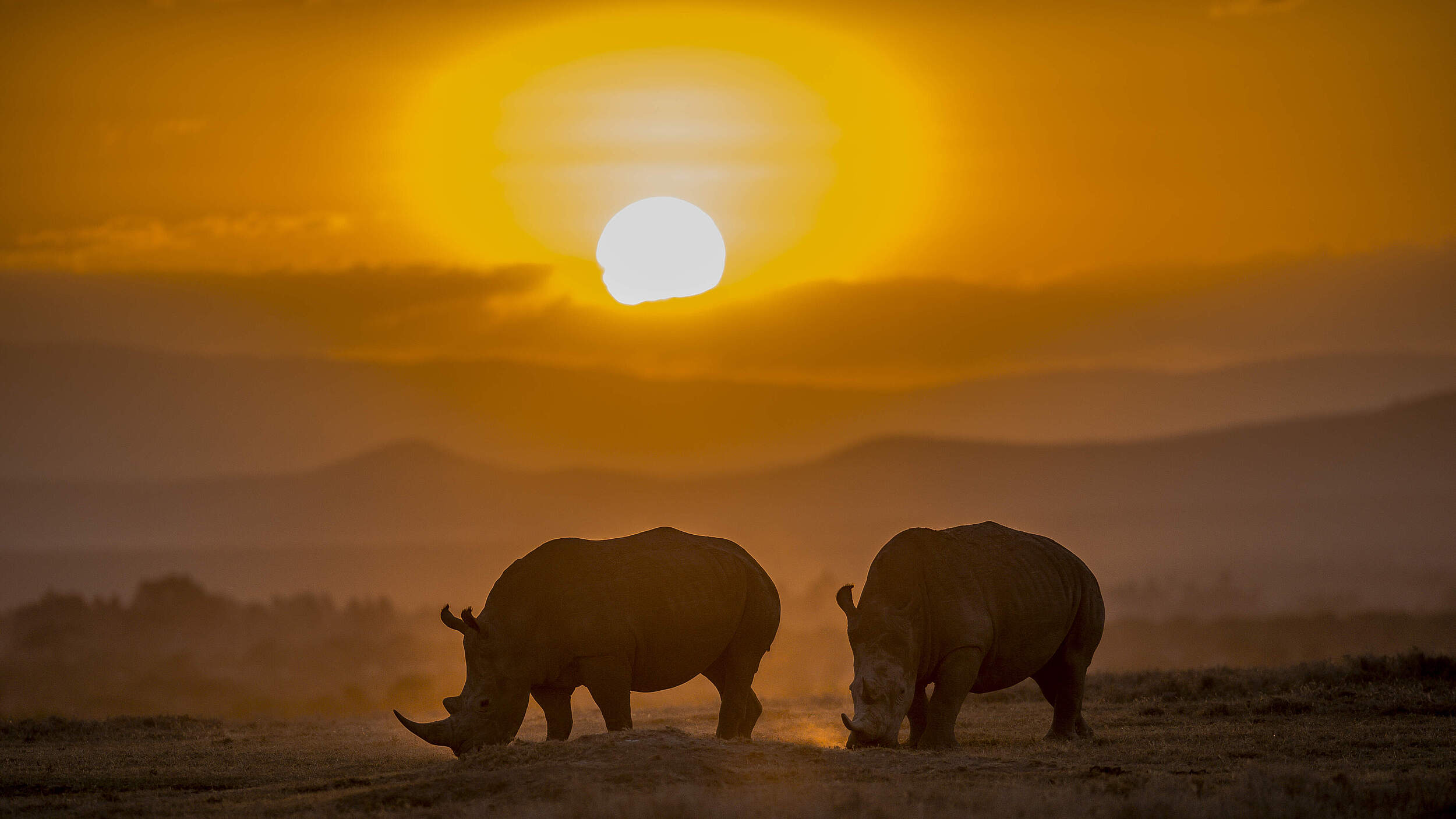 Spitzmaulnashorn in Kenia © Ola Jennersten/WWF Sweden