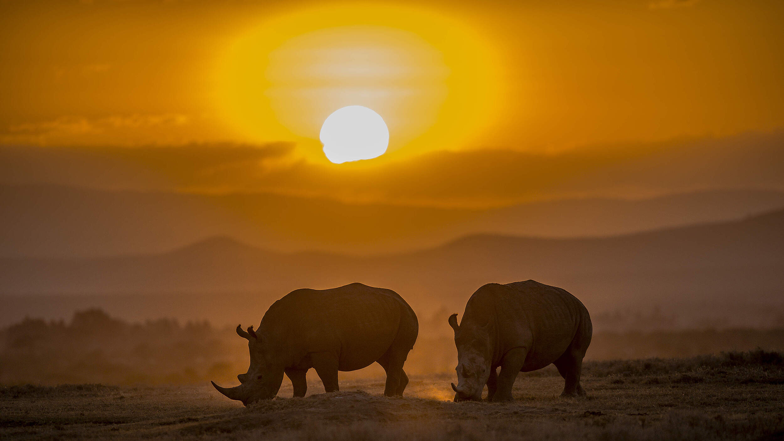 Spitzmaulnashorn in Kenia © Ola Jennersten / WWF Sweden