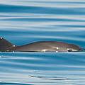 Vaquita Mexiko © Thomas A. Jefferson / VIVA Vaquita