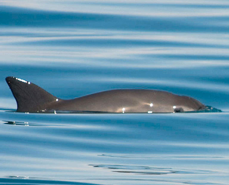 Vaquita Mexiko © Thomas A. Jefferson / VIVA Vaquita